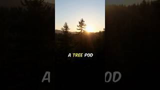 How Does A Tree Pod Burial Work? #treepodburial Net Worth