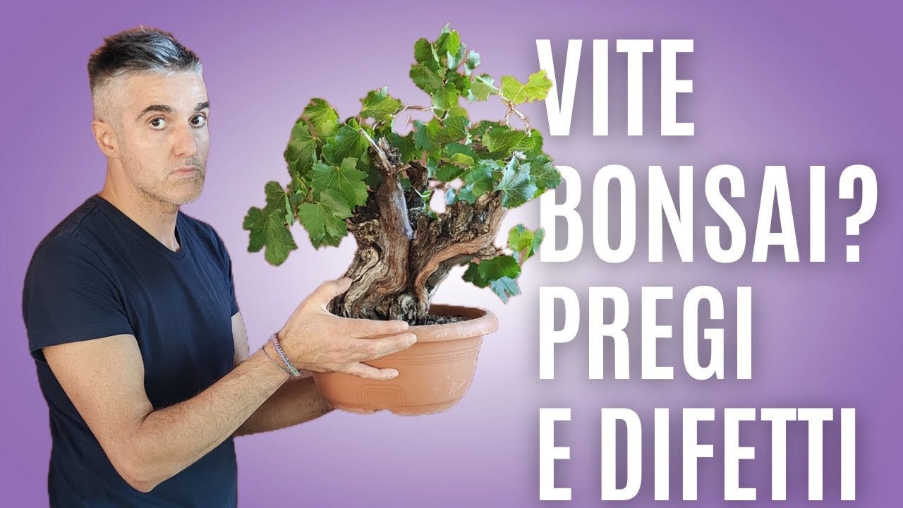 COME MANTENERE un BONSAI di VITE , pro e contro