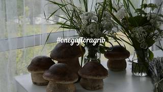 Ð“Ñ€Ð¸Ð± Ð¸Ð· Ð±ÐµÑ‚Ð¾Ð½Ð° Ð¾Ñ‚  Onega Flora & Kuriosa