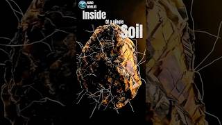 A grain of soil magnified 50,000 times. What's inside will change how you see the ground.