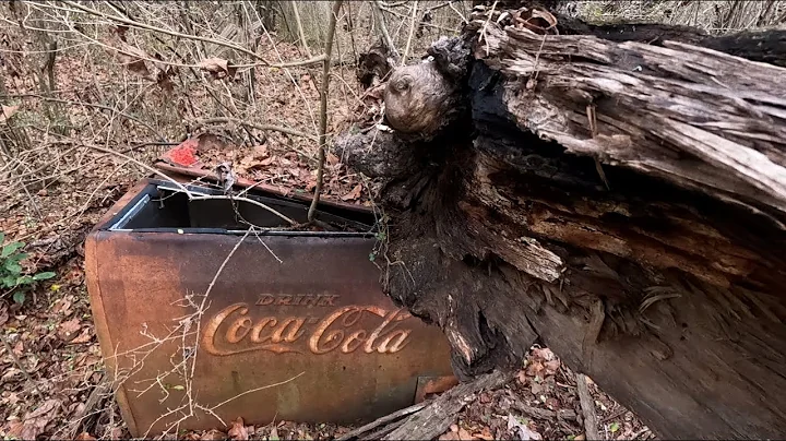 COCA COLA IN THE WOODS? HUGE OLD TREE AND CREEPY O...