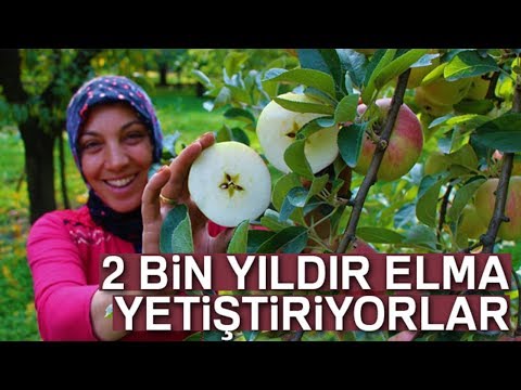 Kesince Yıldızı Parlayan Elmanın Geçmişi 2 Bin Yıl Öncesine Kadar Dayanıyor