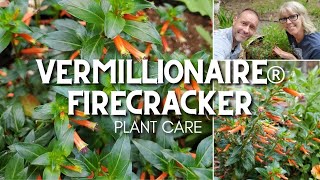 Vermillionaire® Firecracker Plant Care  |  Friday Plant Chat