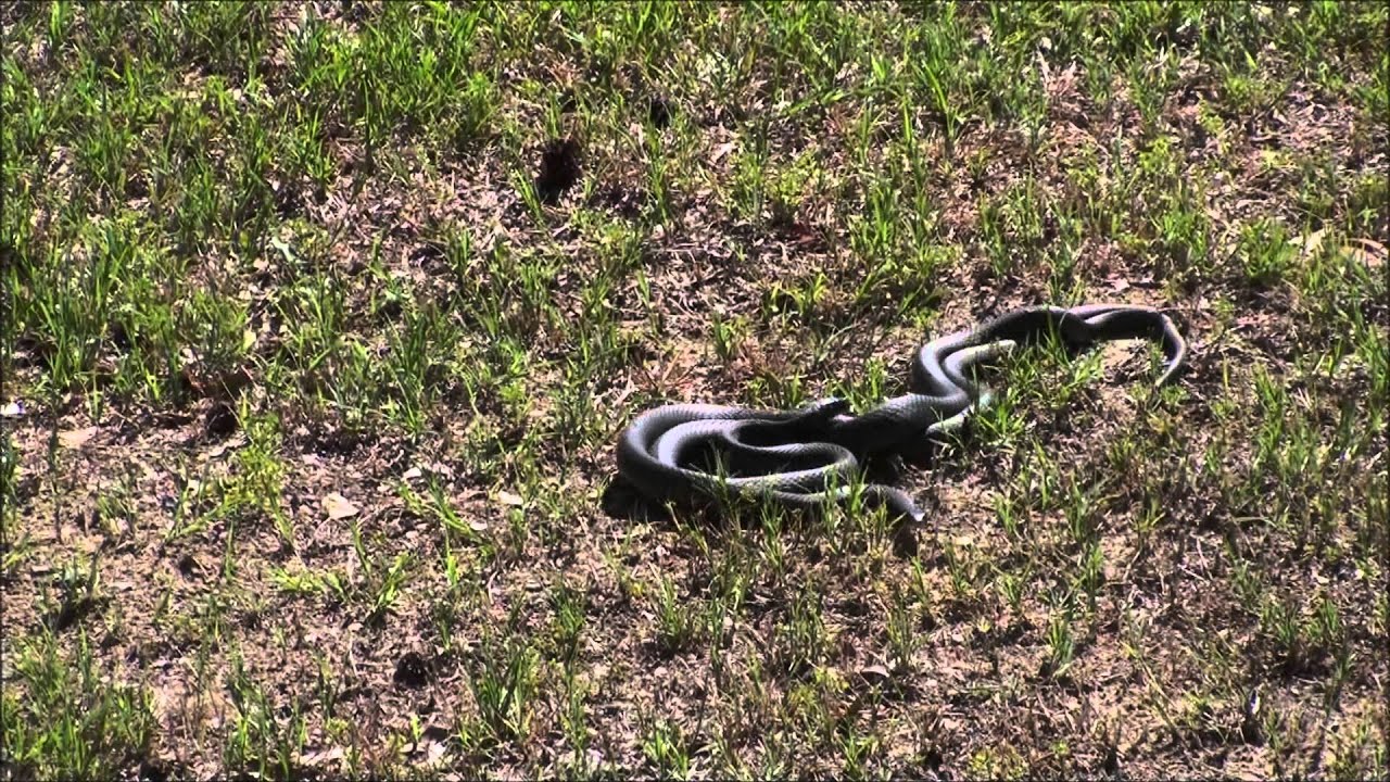 Black Snakes Mating In The Backyard YouTube
