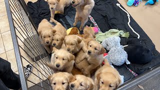 🐶🥶Let’s Go Outside With Golden Retriever Puppies