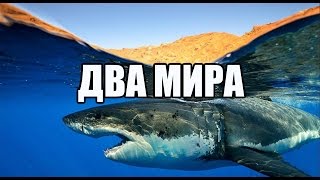 Красивейшие виды подводного и наземного мира