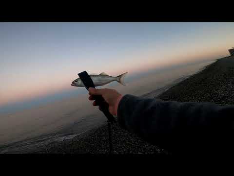 ლუფარზე თევზაობა გონიოს სანაპიროზე. Bluefish fishing on Gonio beach