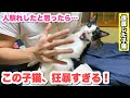 13.保護した子猫の本性が狂暴すぎて困ってます!!ww