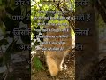 a cat's jaw cannot move sideways/ Intresting fact/amazing fact #shorts #viral #hindi#facts#hindifact