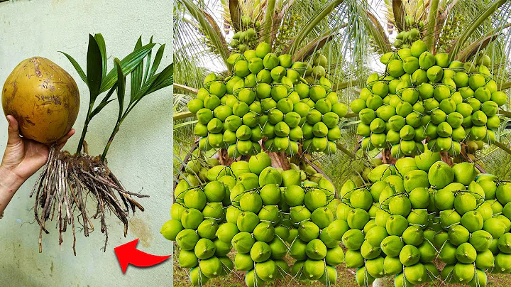 [Great techniques] Discover How To Grow Coconut Trees Growing Faster with Grafting!  Coconut tree