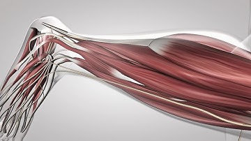 Au coeur des organes : Le réflexe myotatique