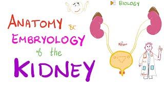 Embryology and Anatomy of the Kidney - Nephrology Basics