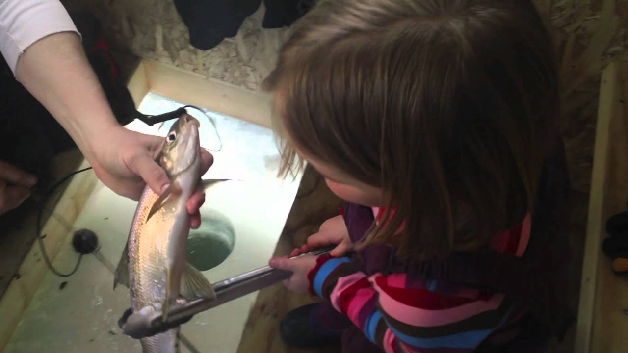 Green Bay Whitefish,Whitefish