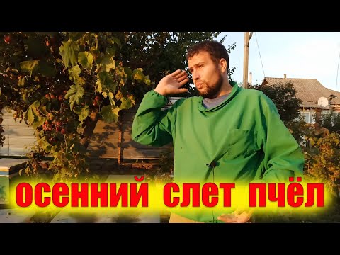 Осенний слет пчел