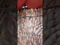 افضل انواع السمك البحري