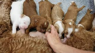 Stella's pups at the milk bar