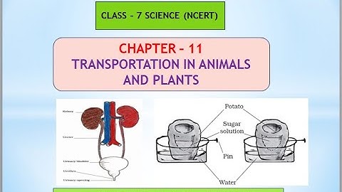 Class - 7 Science| Chapter - 11 Transportation in Plants & Animals| Exercise Questions & Answers