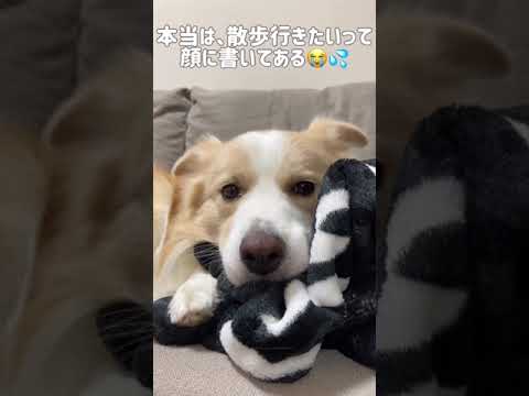 遊びたいけど我慢する犬が健気でした🥲【ボーダーコリー】