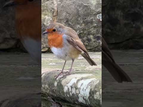 #robin #birds #nature #travel #explore #uk