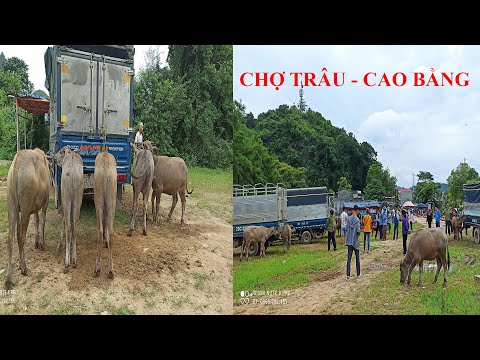 Video Mở cửa chợ trâu bò Trùng Khánh Cao Bằng. Toàn trâu non... - youtube