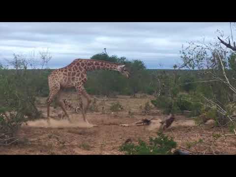 Giraffe vs. hyenas - YouTube