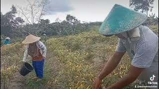 #Beginilh di daerah suku dayak petani cabai# tani dayak kalbar
