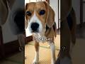 起きない飼主に圧をかけるビーグル犬#dog#犬