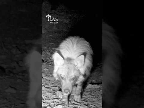 No Camera Trap is SAVE from a Hyena's Jaws!