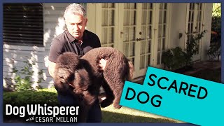 Dog With Door Phobia Hiding In Closet  | Dog Whisperer With Cesar Millan