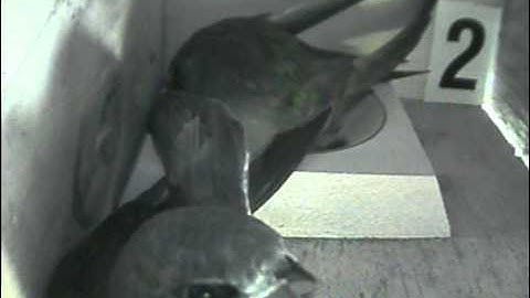 swifts 2011 - happy days - a new pair in box 2 - part 2
