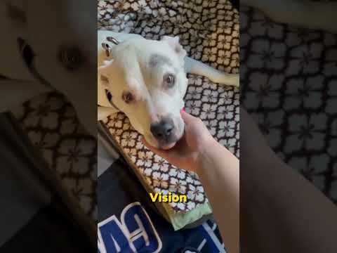Owner's Heartwarming Reunion