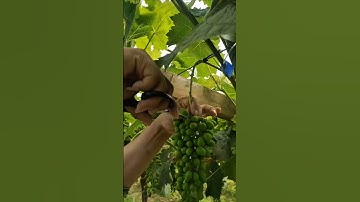 How Prune Grapes 🍇 Tree for More Fruit#grapepruning #grapetree ##grapefarm #grapefruit