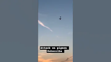 Falcon Attack On Pigeon Ytshorts Shortvideo Short 