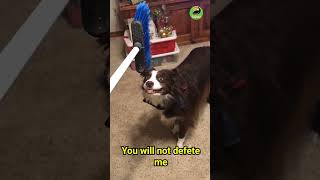 Dog Vs broom! #shortsfeed #shorts #memesvideo