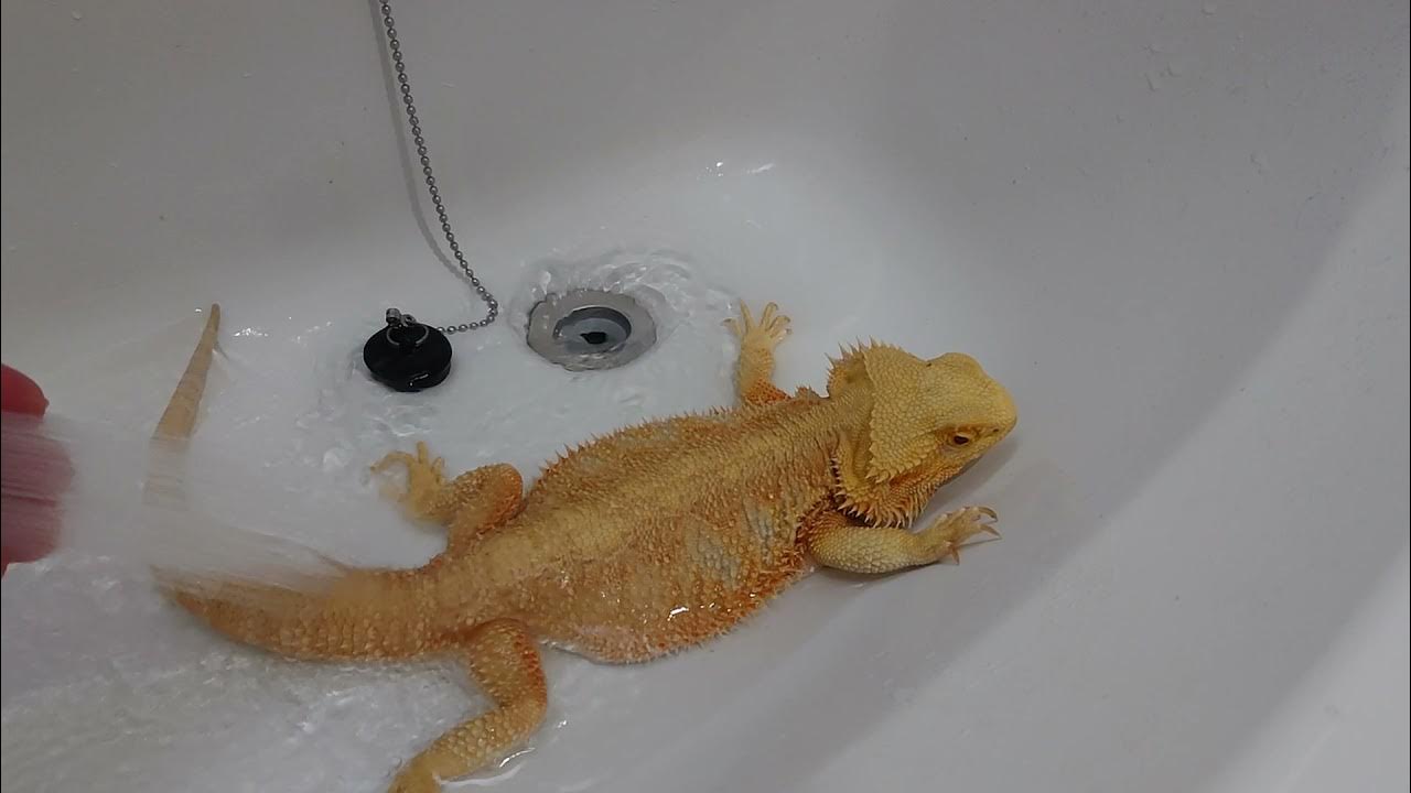 アゴミ【フトアゴヒゲトカゲ】の温浴と排便♨️💩 - MaxresDefault