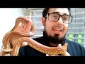 Fases de serpiente del maíz - maicera - colaboración y regalo para ti