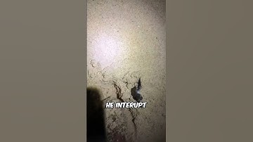Thumbnail of Crab Attack Baby Turtle (@wildnorthwildlife) #shorts