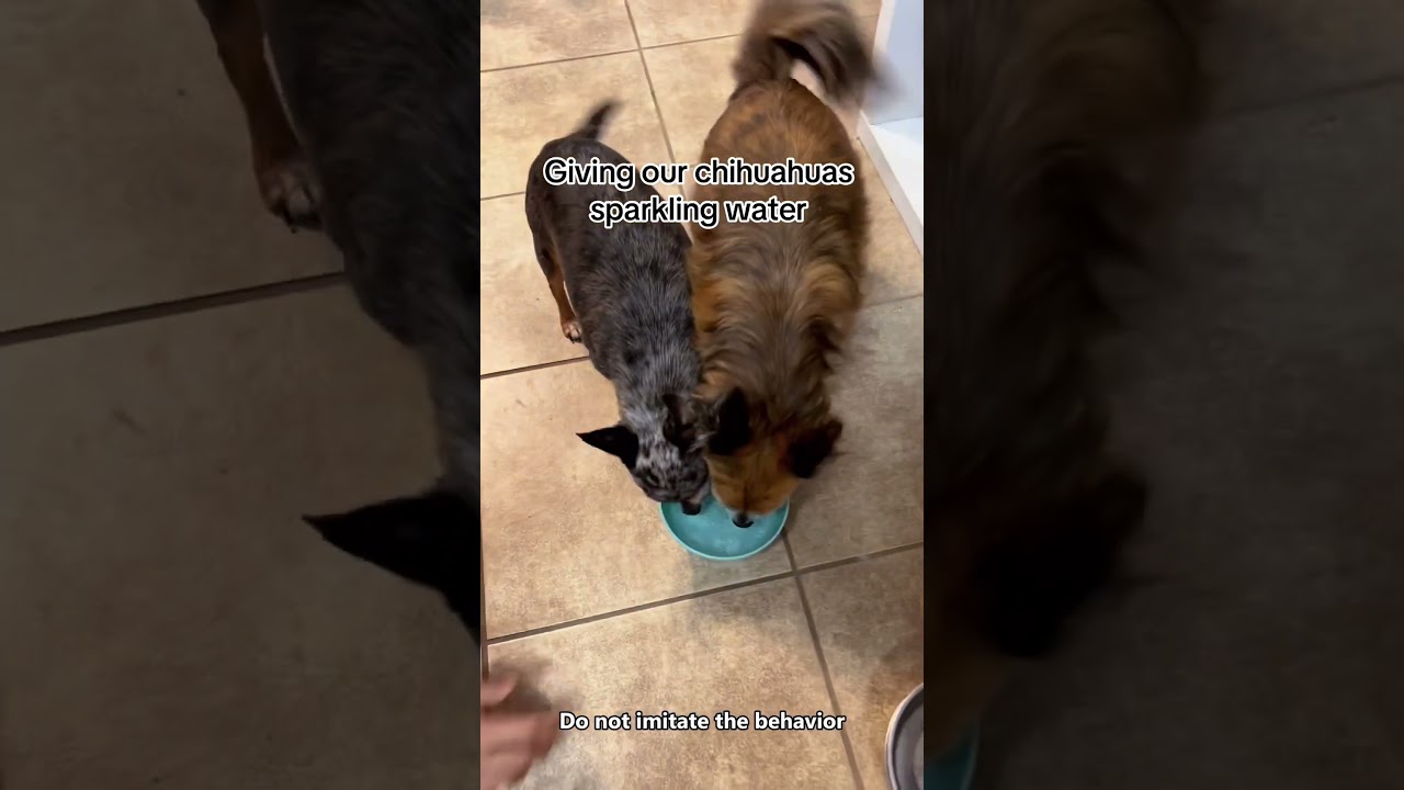 Sparkling Water: 1 | Dog: 0💧🐕😂