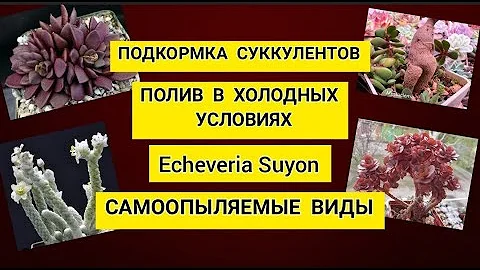 Ответы на ваши вопросы.Подкормка, полив в холодных условиях, эхеверия суен, самоопыляемые виды.