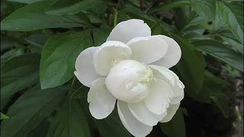 Emily of New Moon | 11. Ilse | Audiobook