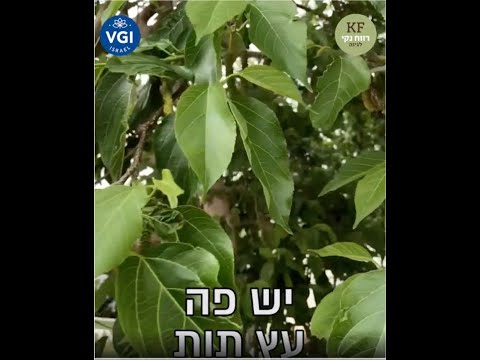 וִידֵאוֹ: עץ תות - מדהים ויפה