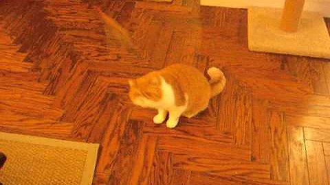 Video 1208621: cute exotic shorthair cat, shorthair cat faces