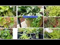Home plants part (1)/easy to grow/Indoor decoration plants/air purification plants