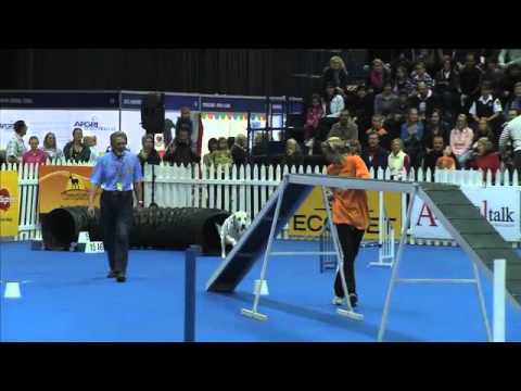 sport-news,-agility:-dalmation-in-dog-agility-contest,-south-africa