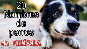 ¿Qué es un nombre de perro único?