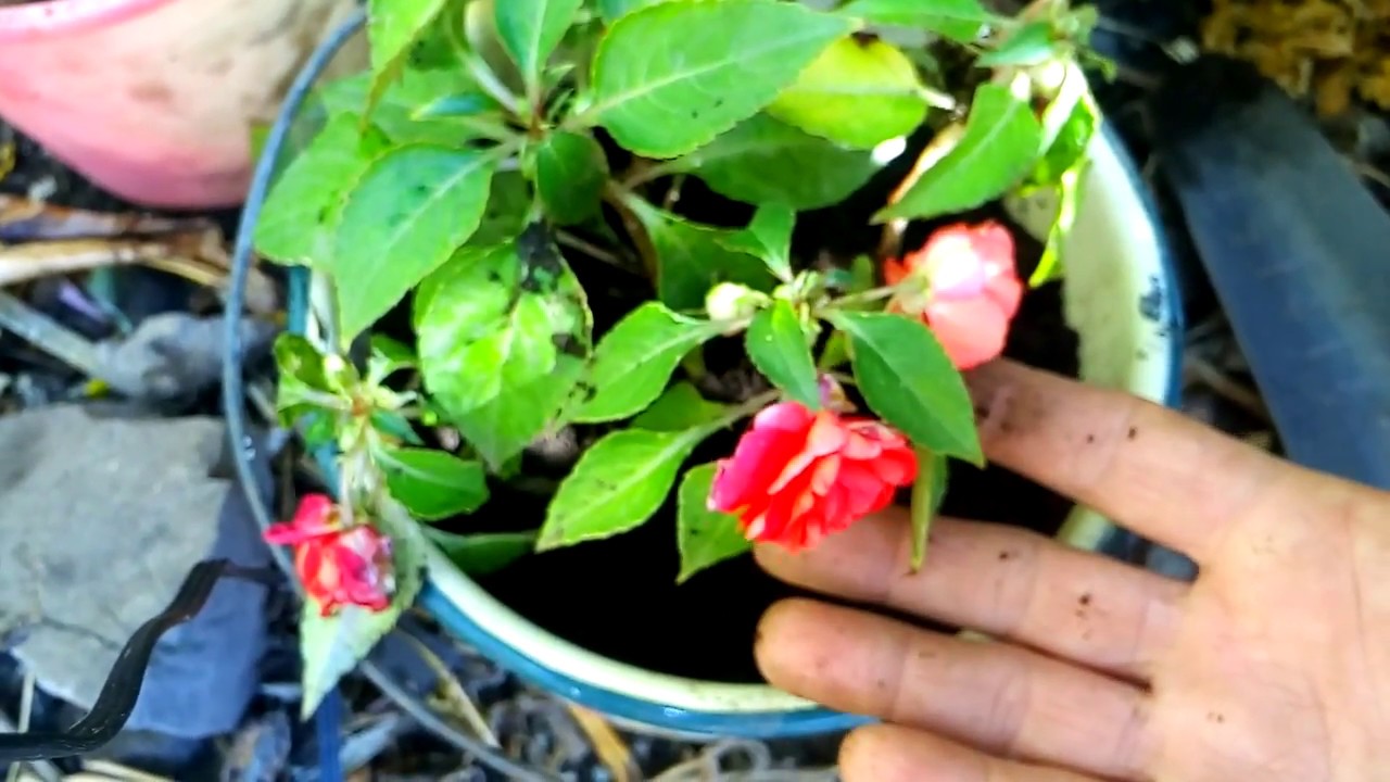 Como reproducir belen begonia/How to reproduce belen begonia YouTube