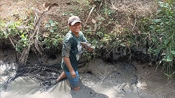 Tát ao bắt cá to , bẻ luôn gần 10kg Vú Sữa ăn mệt nghỉ