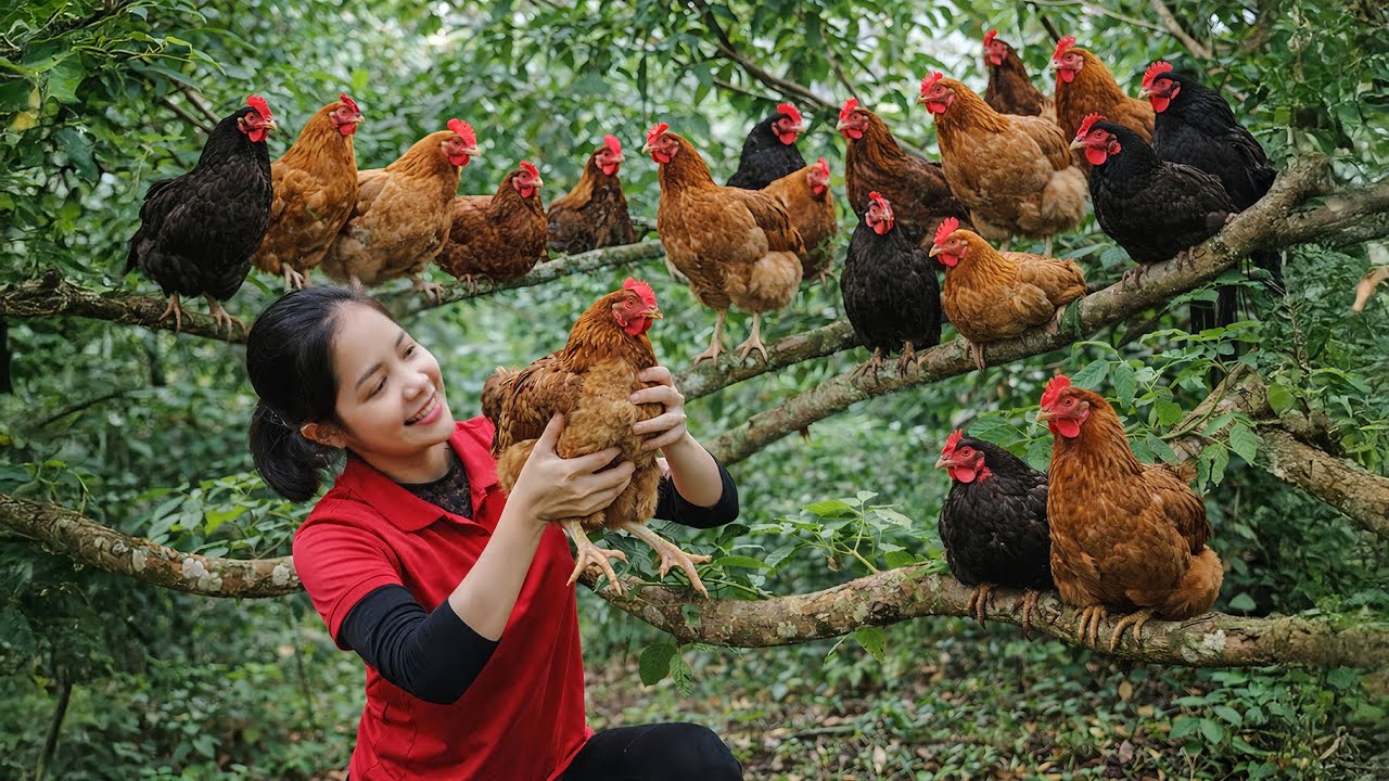 Peaceful Life - Harvesting 1000 Free-range Chicken With Incredibly Firm Meat To Sell