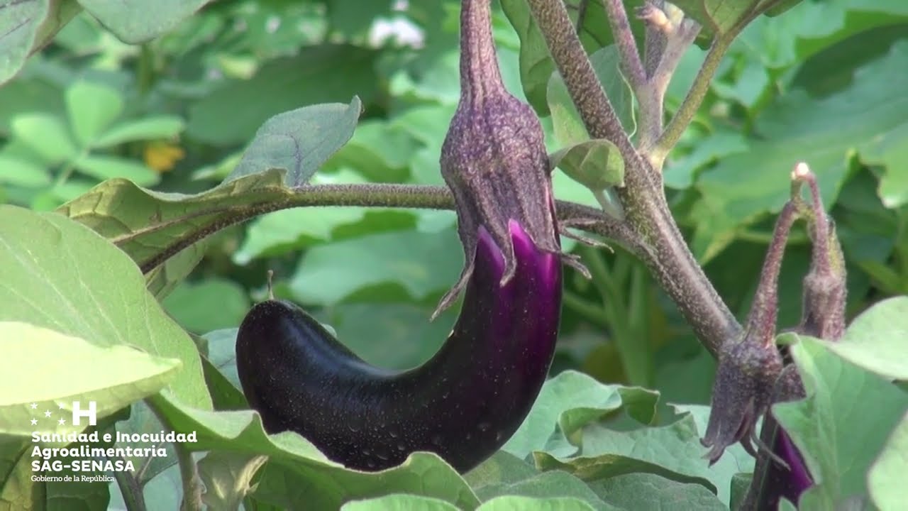 Producción y exportación de berenjena se expande en el país.