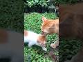 Suara kucing minta tolong
